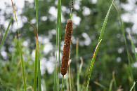 #12: A bullrush growing on the edge of the field, next to the road