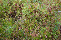 #5: Ground cover at the confluence point