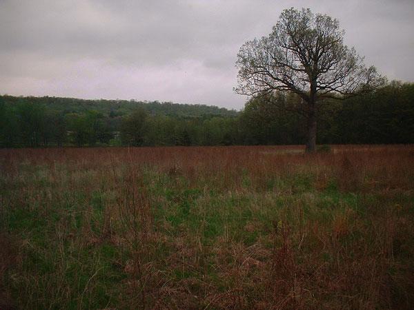 Looking north from the confluence.