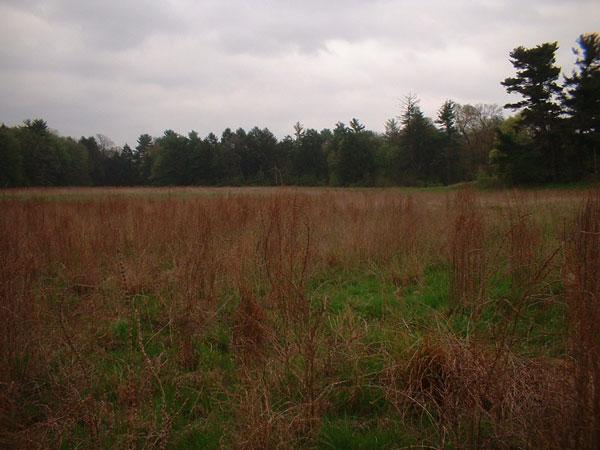 Looking east from the confluence.