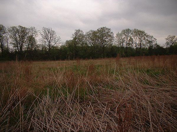 Looking south from the confluence.