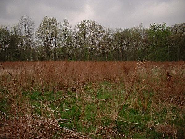 Looking west from the confluence.