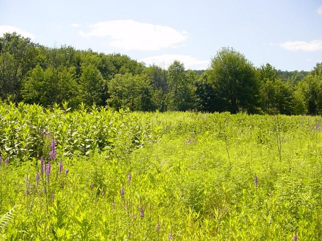 Looking West from the Confluence point