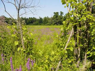 #1: A view toward the Confluence point from the road