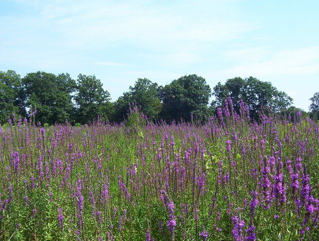 View to the east