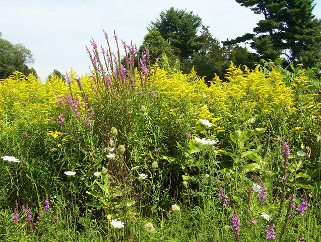 Purple loosestrife, goldenrod and Queen Anne's lace near the confluence