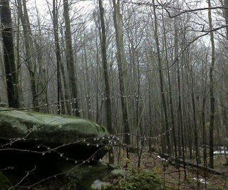 #1: Looking south.  Icy rain falling, making crystals on the branches.