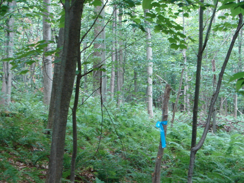 Looking West from confluence point