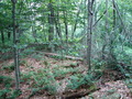 #2: Looking North from confluence point