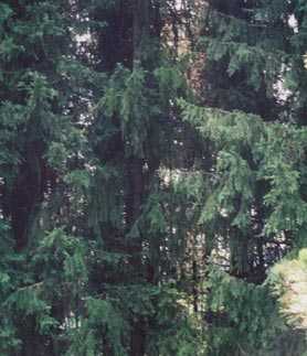 spruces, from the other trees