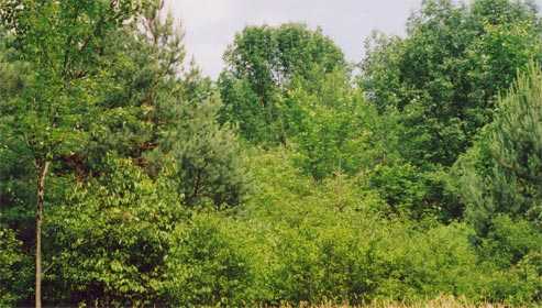 other trees, from the spruces
