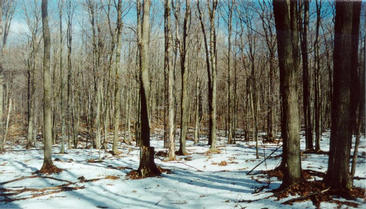 #1: Looking north