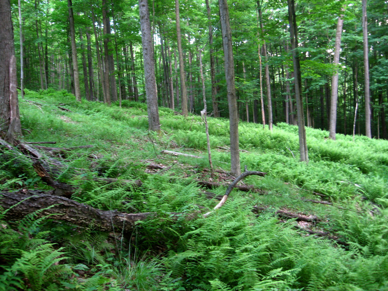 View to the east.
