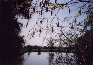 #1: Looking south over the confluence to the road.