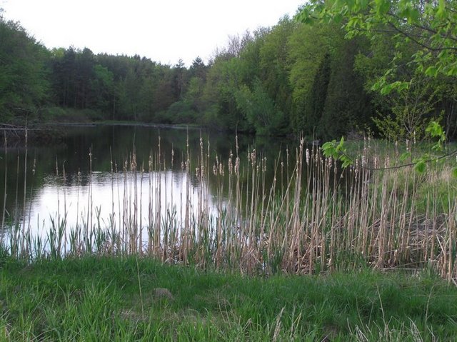 Confluence viewed from Crane Road