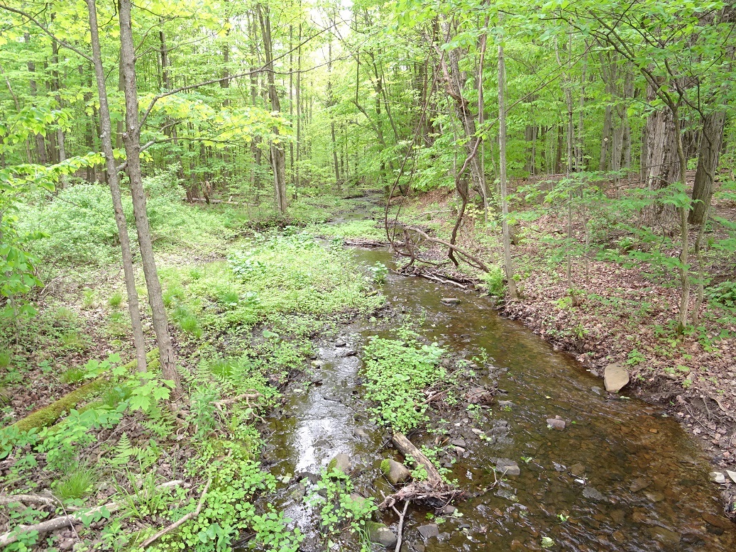 Galway nature preserve