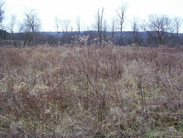 View of the confluence area