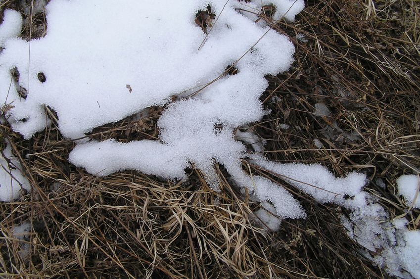 Ground cover at the confluence point.