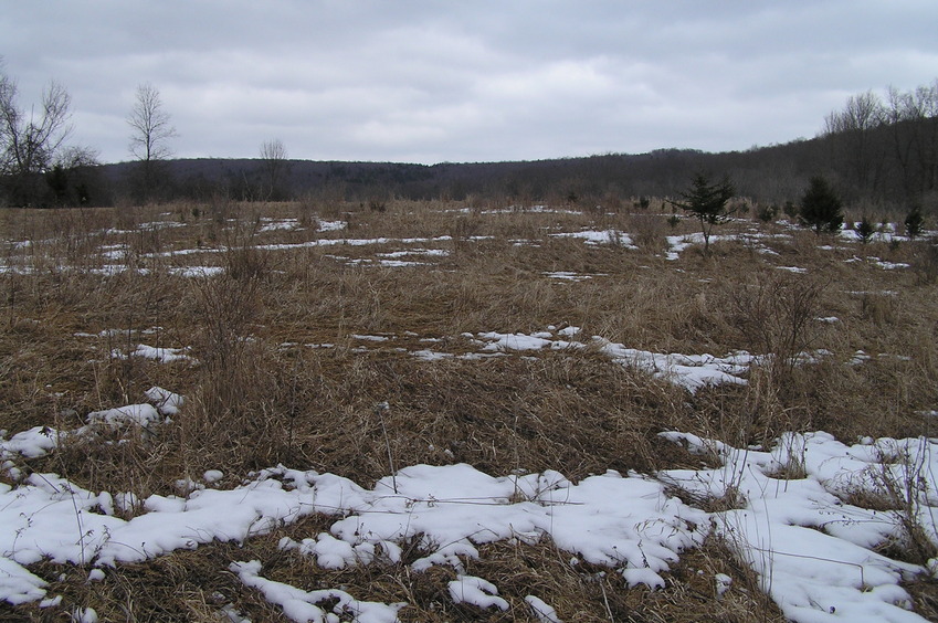 View to the east from the confluence.