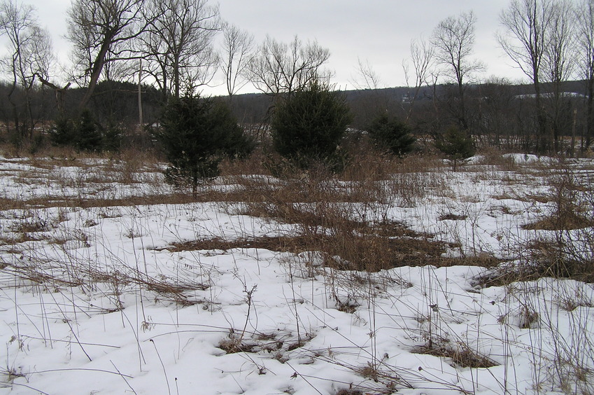 View to the south from the confluence.