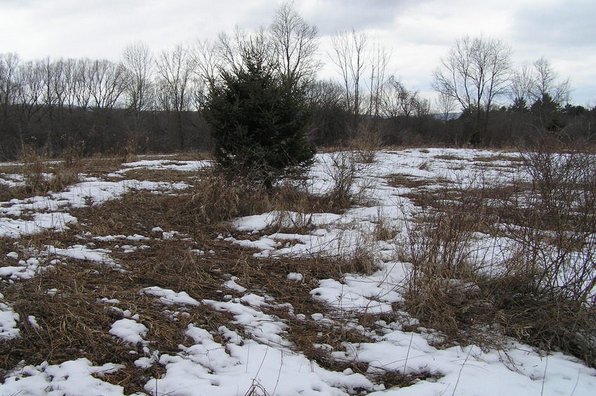  View to the west from the confluence point.