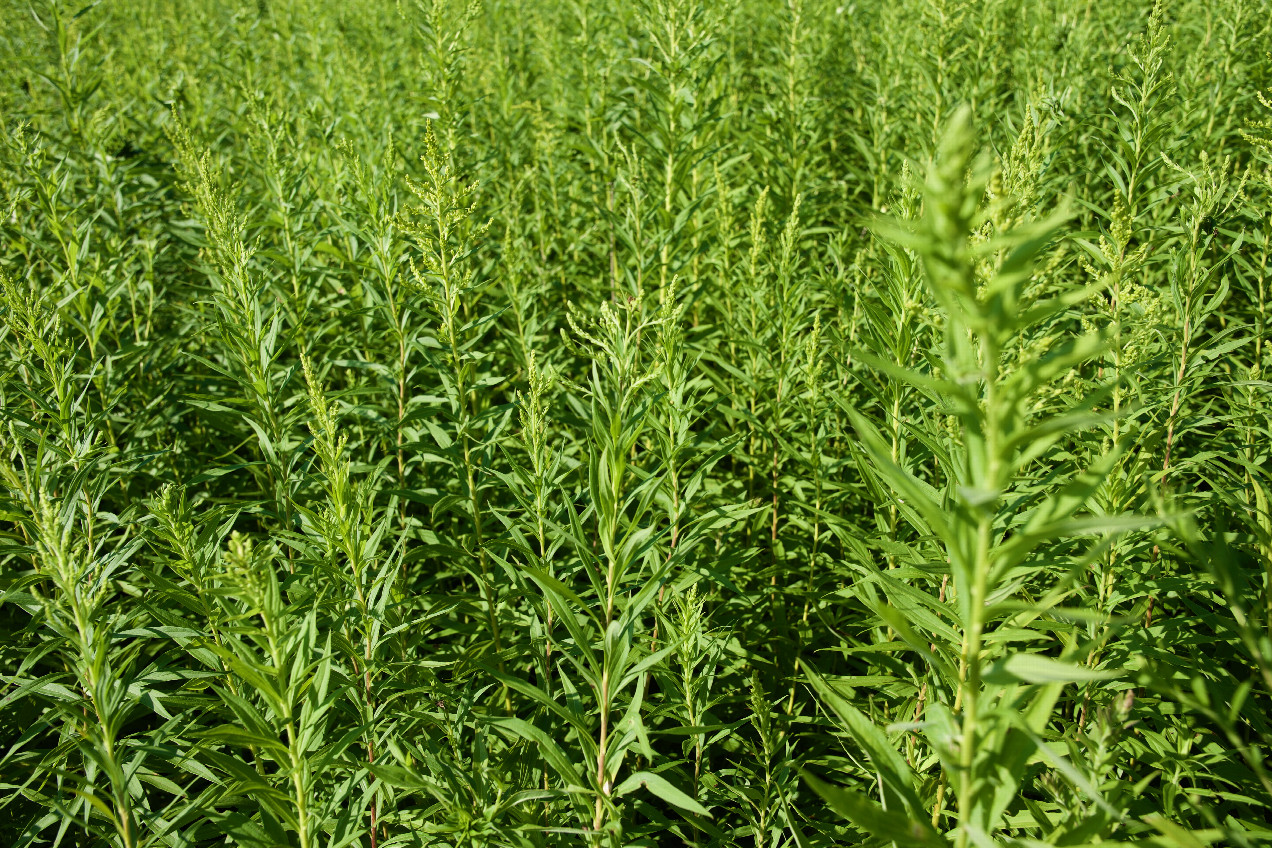 Ground cover (very long grass) at the confluence point