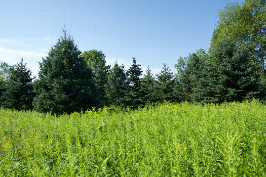 #1: The confluence point lies in very long grass (in mid Summer).  (This is also a view to the North.)