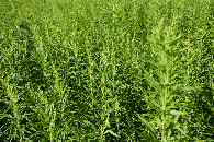 #5: Ground cover (very long grass) at the confluence point