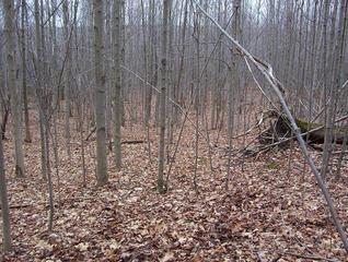 #1: View of the confluence area