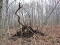 #7: Uprooted tree near the confluence