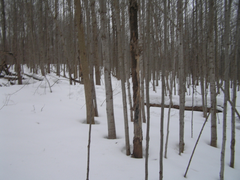 Site of 43 North 76 West, on the fallen log on the right, midway to the back of the photograph.