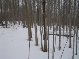 #1: Site of 43 North 76 West, on the fallen log on the right, midway to the back of the photograph.