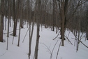 #9: View to the north from the confluence point.