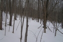 #9: View to the north from the confluence point.