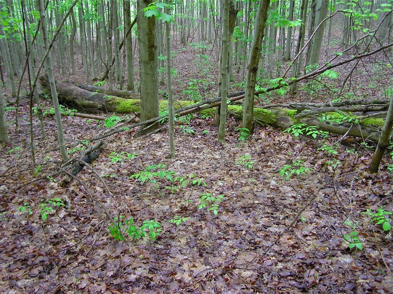 The confluence point lies in a patch of forest, near Syracuse, NY