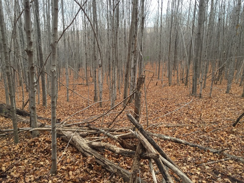 The confluence of 43 North 76 West, in the foreground on the logs, looking southwest.