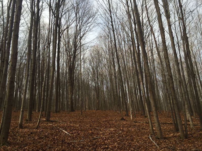 The "path" to the confluence point, about 100 meters away, looking west.