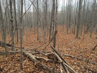 #1: The confluence of 43 North 76 West, in the foreground on the logs, looking southwest.