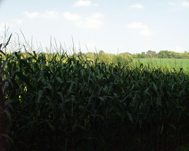 looking north through the corn field