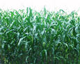 #2: looking west into the corn field