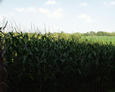 #3: looking north through the corn field