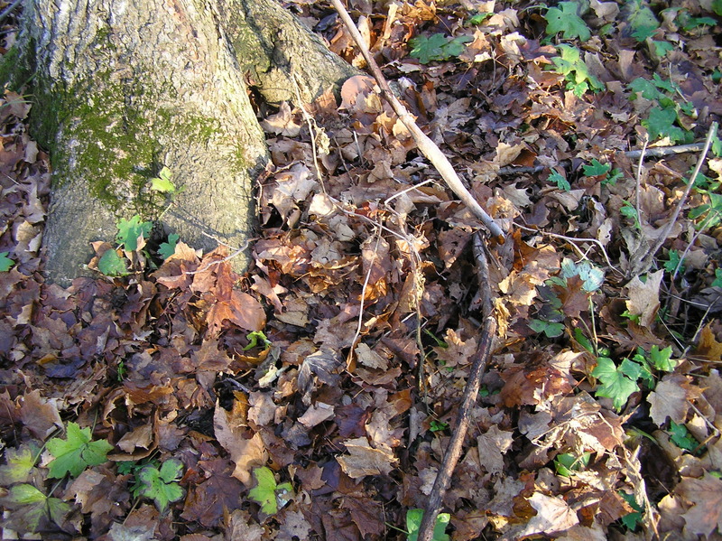 Ground cover at the confluence site.