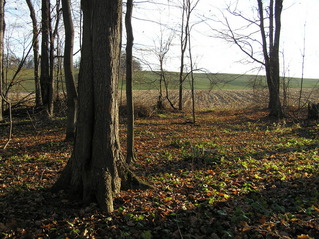 #1: View of the confluence of 43 North 77 West, looking east.