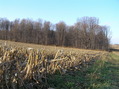 #9: Looking west-southwest to the grove of trees housing the confluence site.