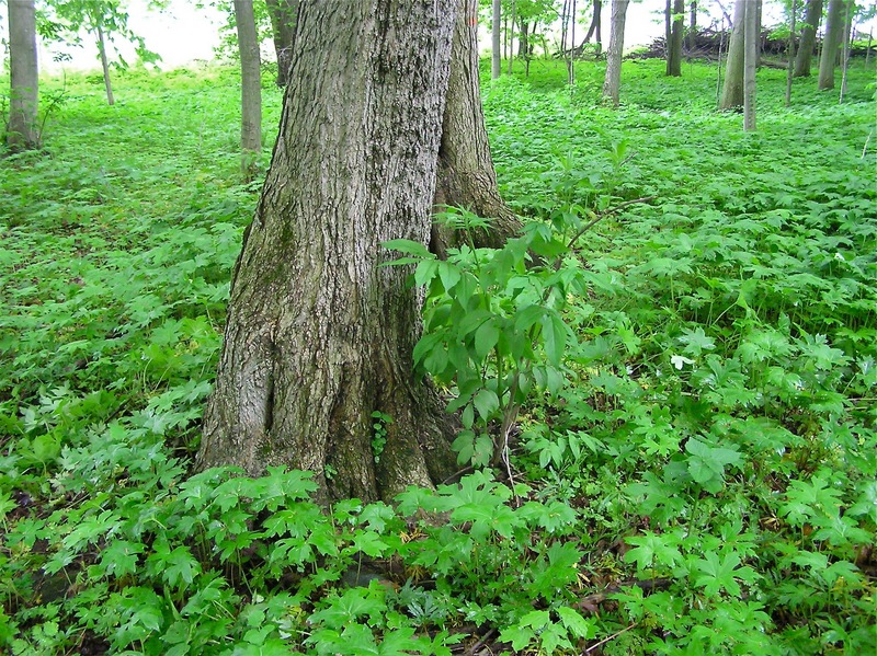 The confluence point lies in a small area of forest, next to a farm field