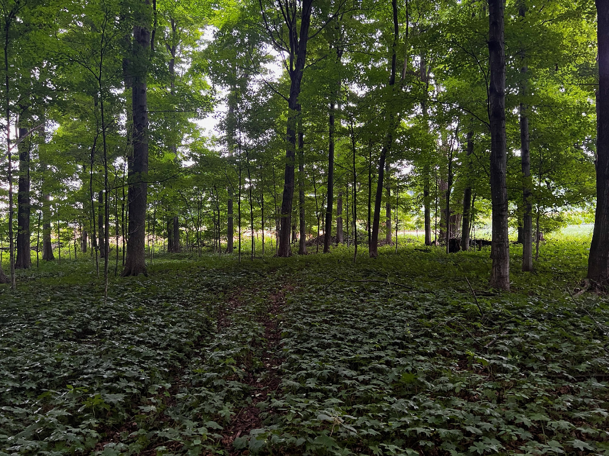 The confluence point lies in a small patch of forest, next to a farm.  (This is also a view to the North.)