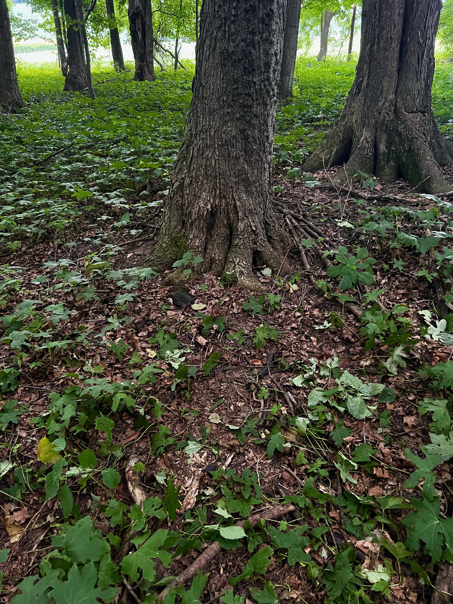 Ground cover at the confluence point