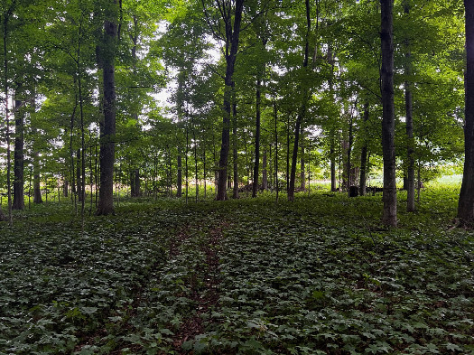 #1: The confluence point lies in a small patch of forest, next to a farm.  (This is also a view to the North.)