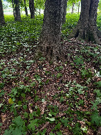 #5: Ground cover at the confluence point