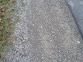 #4: Ground cover at the confluence point.